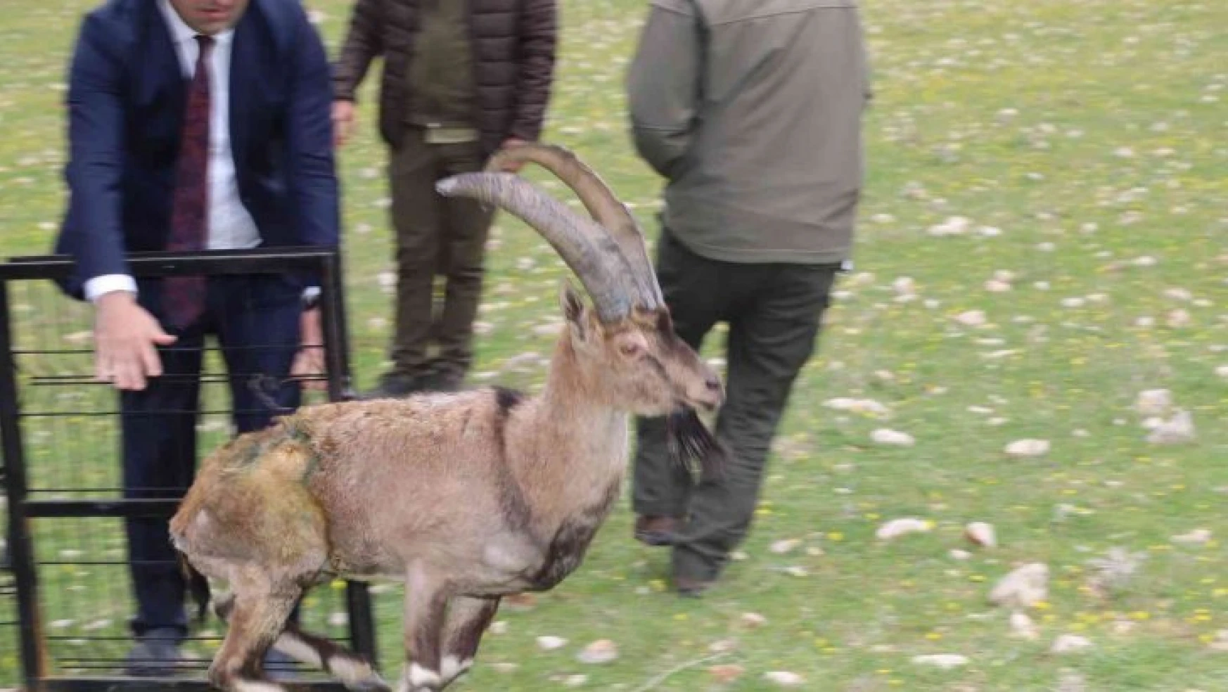 Tedavisi biten yaralı dağ keçisi, Adıyaman'da doğaya bırakıldı
