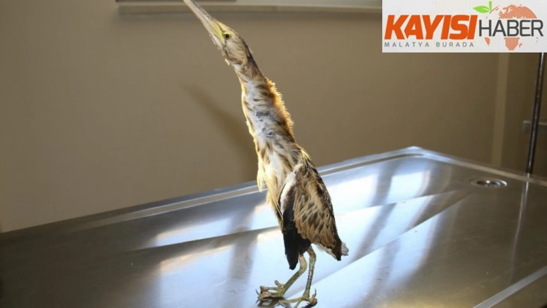 Yaralı Hint Gölet Balıkçıl kuşu tedavi altına alındı
