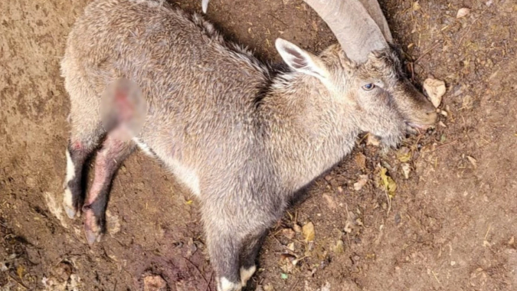 Yaralı keçi kurtarılamadı