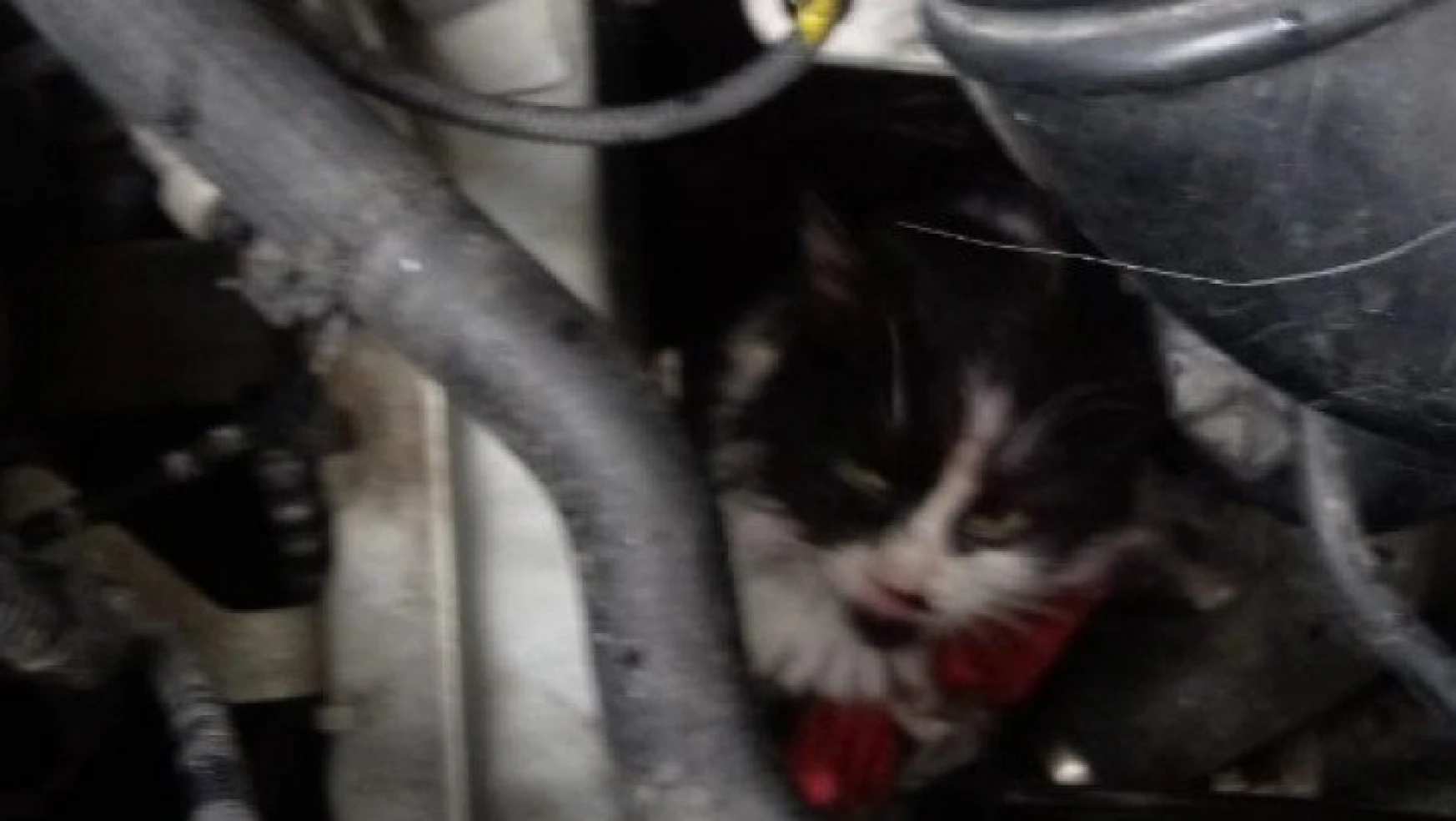 Yavru kedi otomobilin motor kısmına sıkıştı