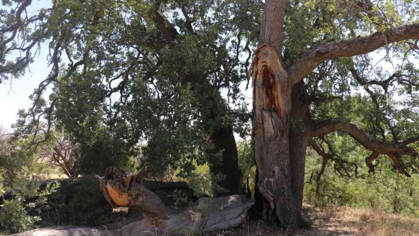 Yeni gelinin batıl inancı 500 yıllık meşe ağacını yaktı