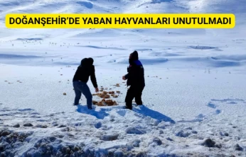 Doğanşehir'de yaban hayvanları unutulmadı
