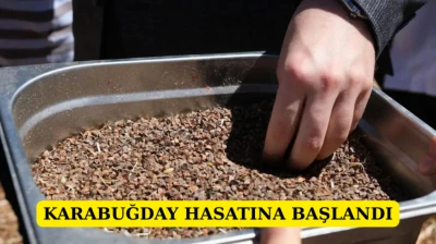 Karabuğday hasatına başlandı