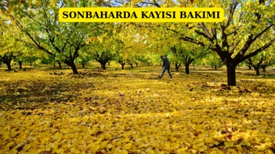 Sonbaharda kayısı bakımı