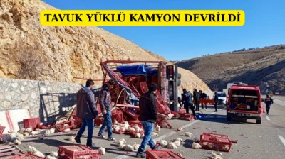 Tavuk Yüklü Kamyon Devrildi