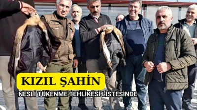 Yaralı Kızıl Şahin