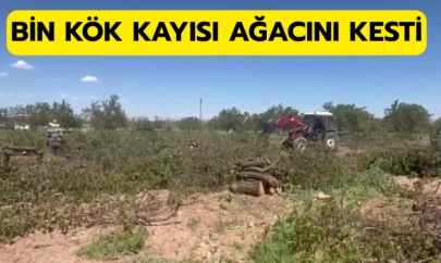 Bin kök kayısı ağacını kesti!
