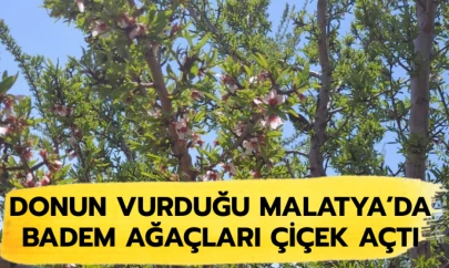 Donun vurduğu Malatya'da badem ağaçları çiçek açtı