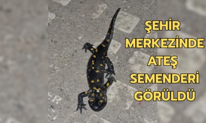 Malatya şehir merkezinde ateş semenderi görüldü