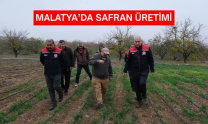 Malatya'da safran üretimi