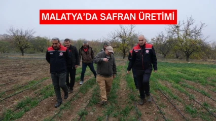Malatya'da safran üretimi