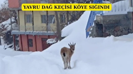 Yavru dağ keçisi köye sığındı