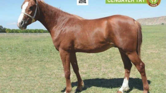 'Cengaver' 680 bin TL'ye alıcı buldu