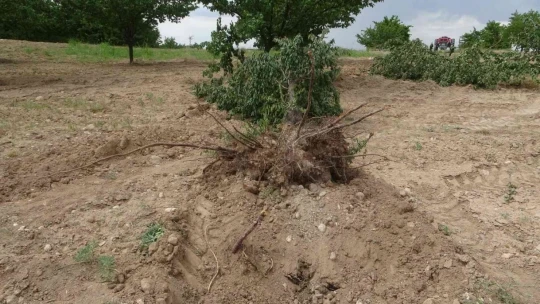 'Emeğim çok' deyip onlarca kayısı ağacını kökünden söktü