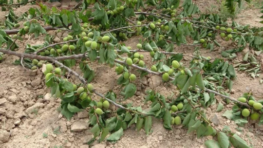'Emeğim çok' deyip onlarca kayısı ağacını kökünden söktü