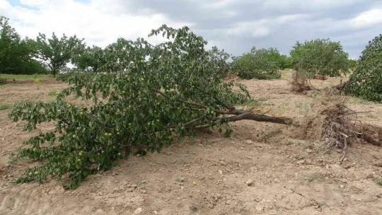 'Emeğim çok' deyip onlarca kayısı ağacını kökünden söktü
