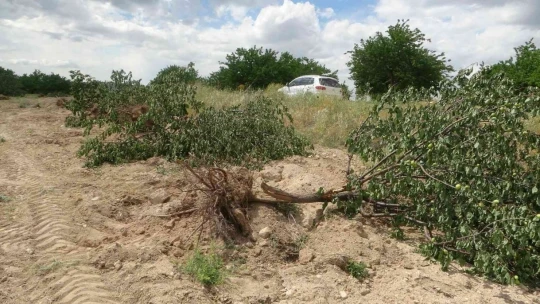 'Emeğim çok' deyip onlarca kayısı ağacını kökünden söktü