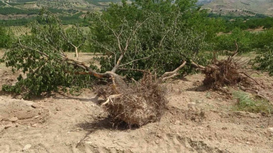 'Emeğim çok' deyip onlarca kayısı ağacını kökünden söktü