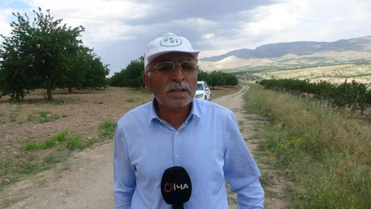 'Emeğim çok' deyip onlarca kayısı ağacını kökünden söktü