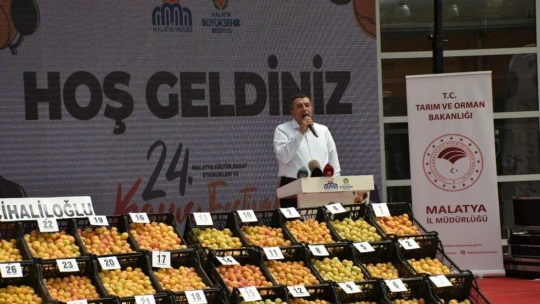 'En iyi yaş kayısı' yarışması yapıldı