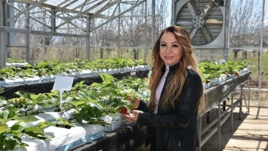 'Kalede Çilek Kadın Elinde Yetişecek' Projesi devrede