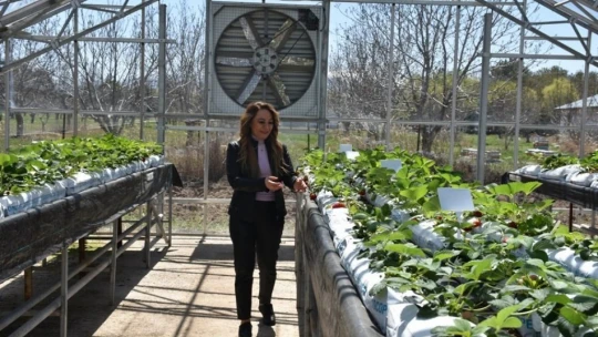'Kalede Çilek Kadın Elinde Yetişecek' Projesi devrede