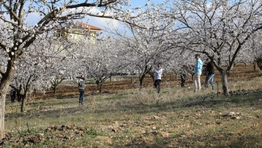 'Kayısı Çiçeği Şenliği' konukları Battalgazi'ye hayran kaldı