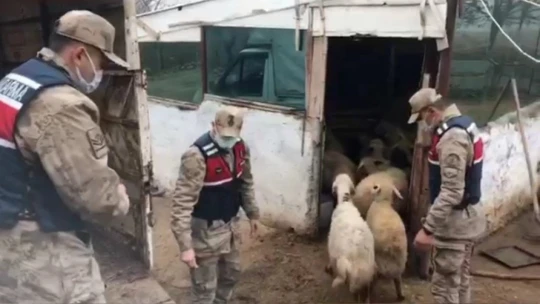 18 hayvanı çalınan besicinin yüzünü jandarma güldürdü
