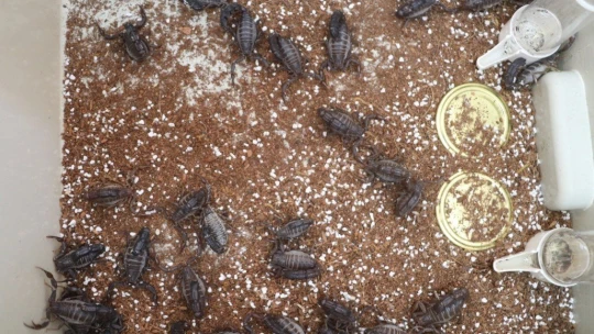 300 akreple başladı, hedefi yurt dışına zehir satmak