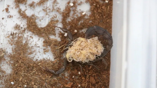 300 akreple başladı, hedefi yurt dışına zehir satmak