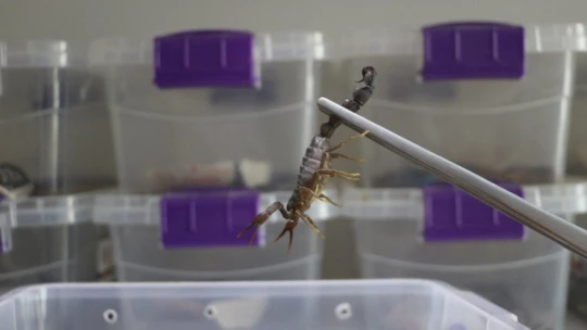 300 akreple başladı, hedefi yurt dışına zehir satmak