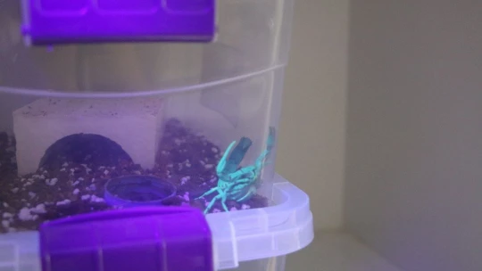 300 akreple başladı, hedefi yurt dışına zehir satmak