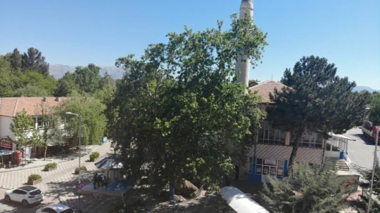 4 asırlık anıt çınar zamana meydan okuyor