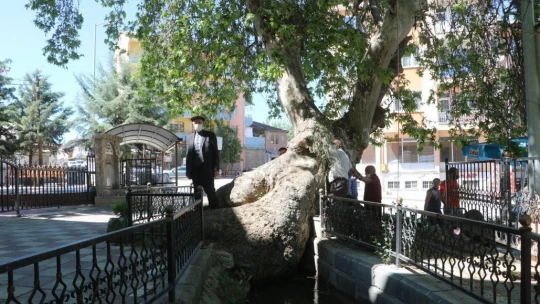 4 asırlık anıt çınar zamana meydan okuyor