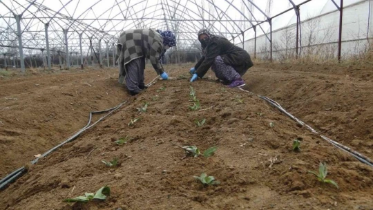 50 bin salep fidesi toprakla buluşturuldu