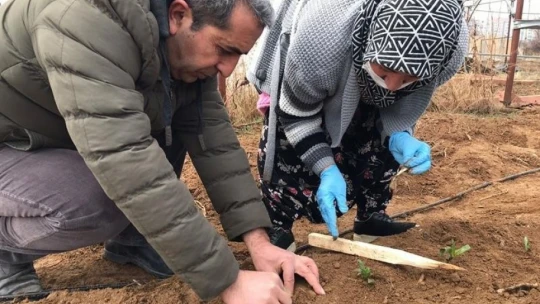 50 bin salep fidesi toprakla buluşturuldu