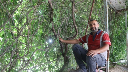 6 yıl önce diktiği sarmaşık iş yerini kapladı