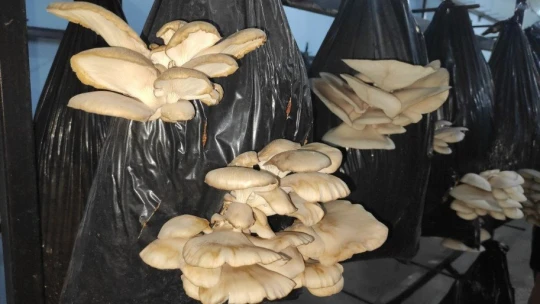 80 TL sermeye ile başladı...