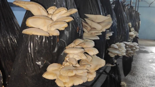 80 TL sermeye ile başladı...