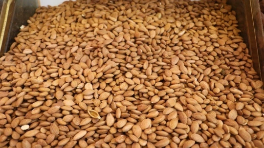 AB coğrafi işaret belgesi alan kayısının çekirdeği de tescillendi