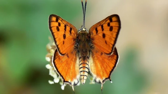 Adım adım gezdiği doğada 150 tür kelebeği fotoğraflamayı başardı