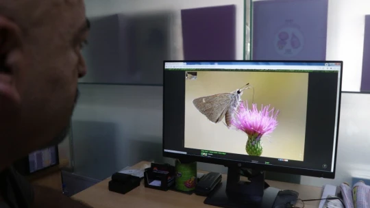 Adım adım gezdiği doğada 150 tür kelebeği fotoğraflamayı başardı