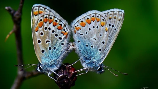 Adım adım gezdiği doğada 150 tür kelebeği fotoğraflamayı başardı