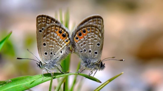 Adım adım gezdiği doğada 150 tür kelebeği fotoğraflamayı başardı