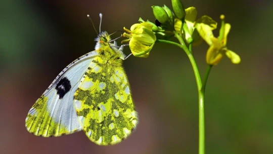 Adım adım gezdiği doğada 150 tür kelebeği fotoğraflamayı başardı
