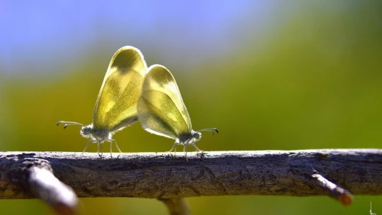 Adım adım gezdiği doğada 150 tür kelebeği fotoğraflamayı başardı