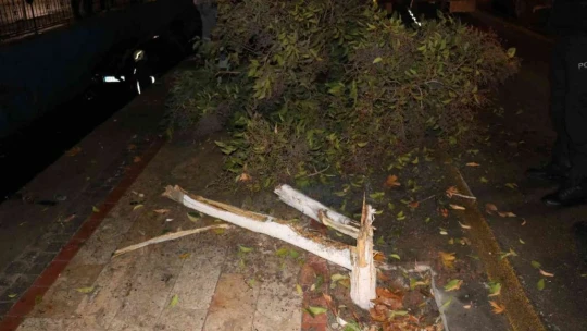 Ağacı yerinden söküp kanala uçtu