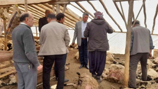 Ağıla giren kurt sürüsü 200 küçükbaş hayvanı telef etti