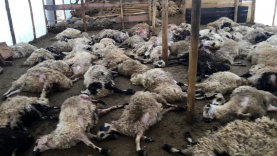 Ağıla giren kurt sürüsü 200 küçükbaş hayvanı telef etti