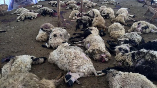 Ağıla giren kurt sürüsü 200 küçükbaş hayvanı telef etti